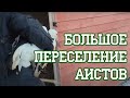 Оптовая транспортировка аистов