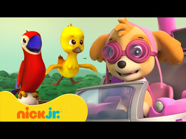 Nick Jr Clips PAW Patrol Rescues Birds! 🐤 10 Minute Compilation | Nick Jr. - Videos ...