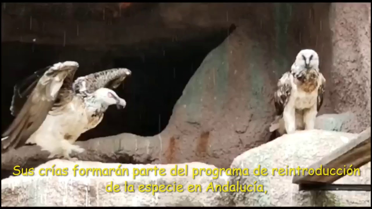 Quebrantahuesos. Zoo Córdoba 2020