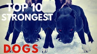 Top 10 strongest Dog Breeds In The World by Dope Facts 1,922 views 5 years ago 10 minutes, 53 seconds