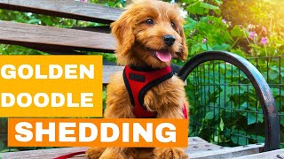 Do Goldendoodles Shed? 🐶
