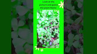 Guess the picture -15 || picture question || guess the plants || #guessthepicture #guess #plants Guess the picture -15 || picture question || guess the plants || #guessthepicture #guess #plants