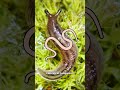 Why you should STOP eating SLUGS!