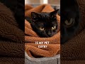 Is my pet cute? #cat #lifeisbutadream #kitten #cutecat #cute