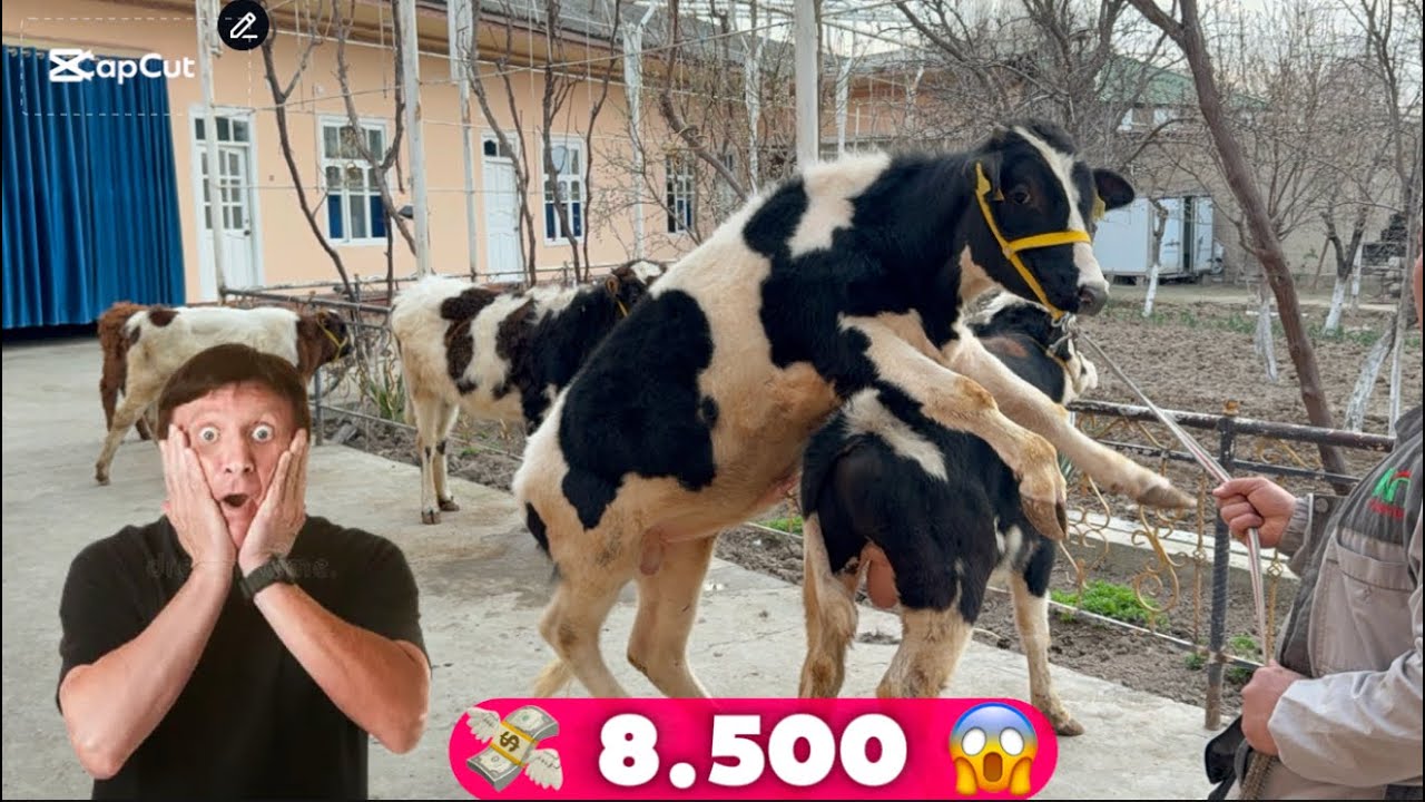 👁️SFATLIK YONALSHDA BOQAMAN DEGALAR UCHUN OZGNAYUV SOZGNA BUQALAR VA HUNAJINLAR 2026_01_27_febral.