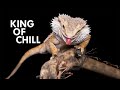 Bearded Dragon: The King of Chill