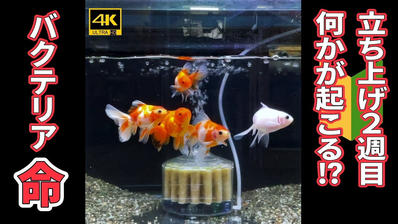 🔰№ 6 [Как сделать воду подходящей для золотых рыбок?] Разведение золотых рыбок с нуля