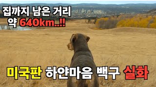 1000만 반려인을 울린 《넷플릭스》에서 꼭 봐야 하는 “실화”영화 [결말포함]