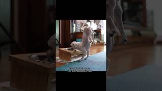 Dog Born Without Cartilage Walks On Two Legs #Shorts