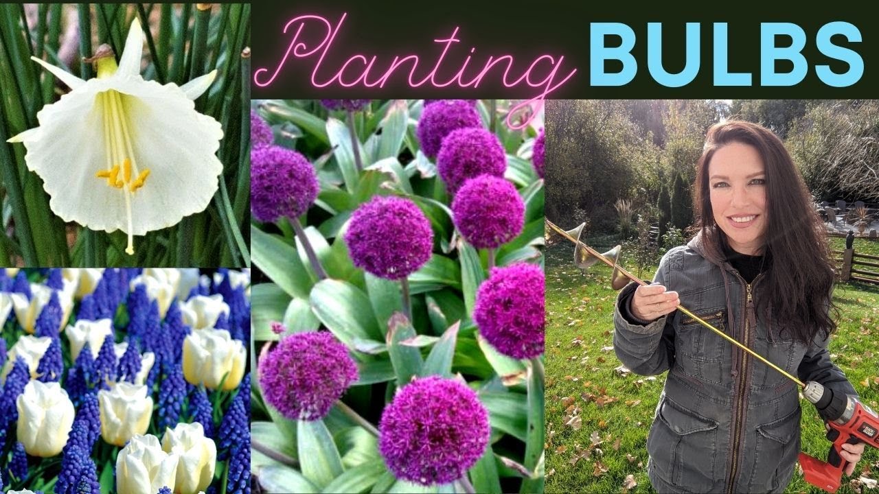 Planting Bulbs Alliums Atlas/Ostara, Fritillaria, Daffodils, Tulips