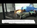 CPI Protection Dog Training.mov CPI Protection Dog Training.mov
