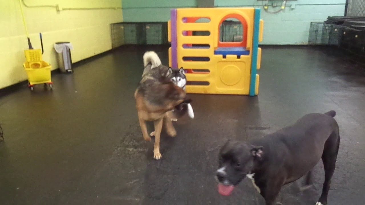 The Barking Lot 1/25/20 01439 YouTube