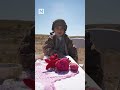 Syrian village celebrates Damask rose harvest