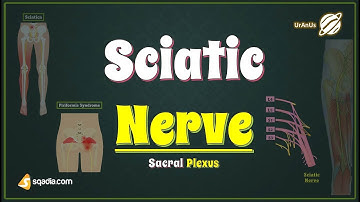 Sacral Plexus | Sciatic Nerve | Lower Limb Gross Anatomy Tutorial