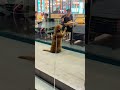 貪吃的金毛讓主人很無言#The Greedy Golden Retriever Embarrassed It's Owner