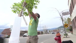Volunteers green up Butte by planting trees