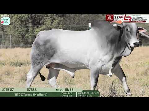 LOTE 27   LBMN E7838