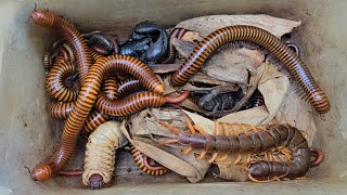 Amazing Catching Hidden Black Scorpion, Venomous Centipede, Big Millipede Group Under Banana's Leaf