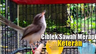 Ciblek Sawah Merapi Keteran Burung Masteran
