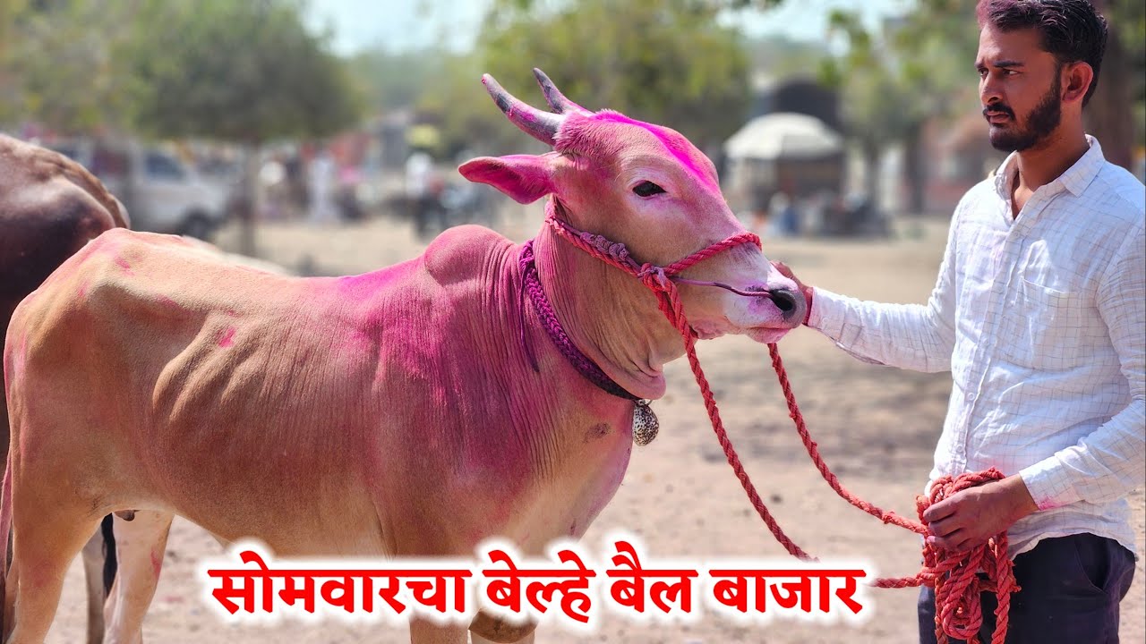 सोमवारचा बेल्हे बैल बाजार,,दि-‌09/02/2026…Belhe Bail Bajar..Bail Bazar Belhe...#Belhe