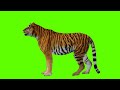 Tiger Green Screen| Green Screen Tiger| Green Screen Tiger Standing and Looking Around| No Copyright