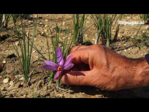 Video: Mbjellja Dhe Kujdesi Për Crocuses (37 Foto): Si Të Mbillni Në Vjeshtë? Si Të Rritet Shafrani Jashtë? Si Të Mbillni Një Lule Në Shtëpi? Kur Të Mbillni Llamba Në Vend?