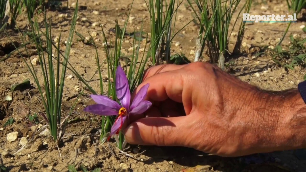 Tradita e mbjelljes së shafranit vendos rrënjë në Dumre - Reporter.al