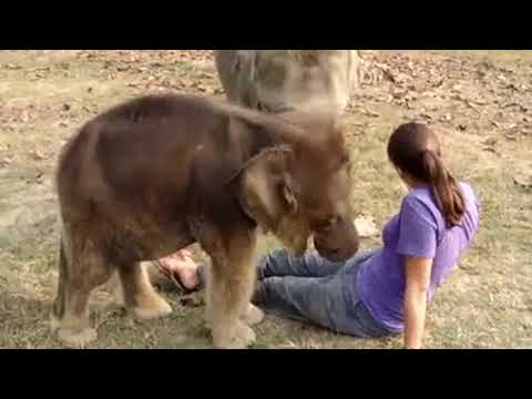 Henry Mancini - Baby Elephant Walk (from the film "Hatari")