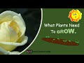 What plants need to grow