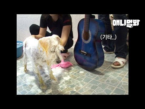 기타랑 함께 목욕해야 했던 개의 사연ㅋㅋㅋ l The Amazing Reason Why A <strong>Dog</strong> Bathed With A <strong>Guitar</strong> Lol