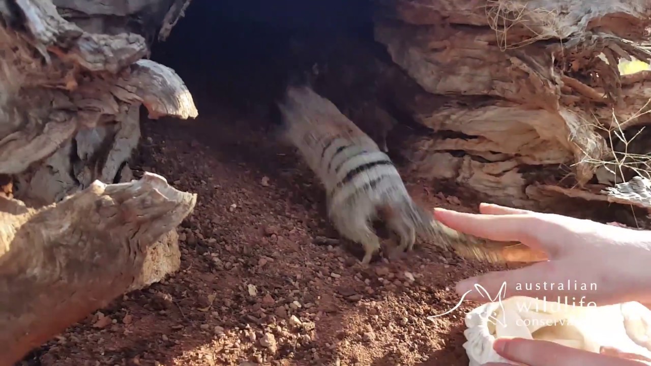 Mt Gibson Wildlife Sanctuary Numbat Release Video March 2017