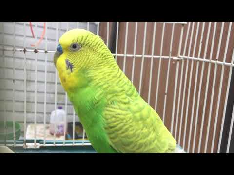 Male Budgie/Parakeet Flock Calling(Kami)(Волнистых попугаев)