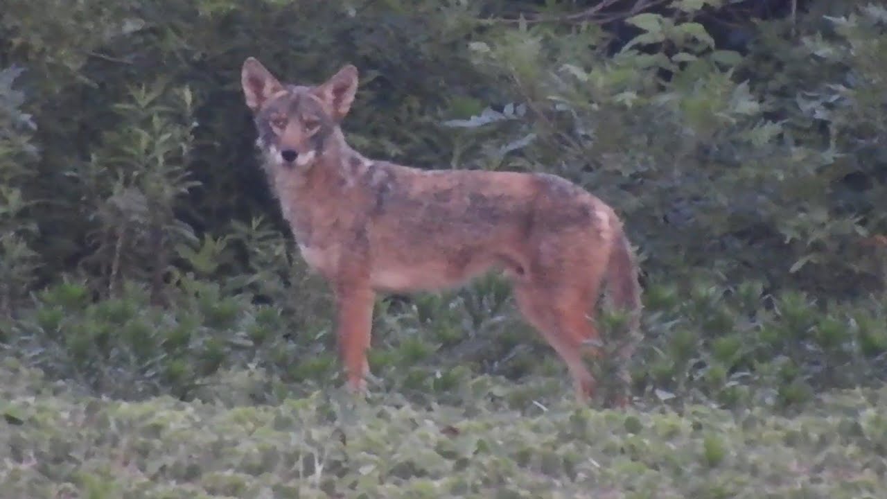 Eastern Coyote in Southern Maryland - YouTube