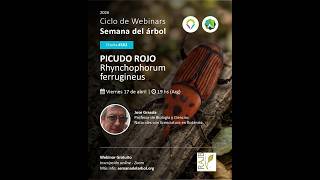 Semana del Árbol 2026- Webinar: picudo rojo (Rhynchophorus ferrugineus).