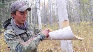 Moose Call - Building a Birch Bark Call