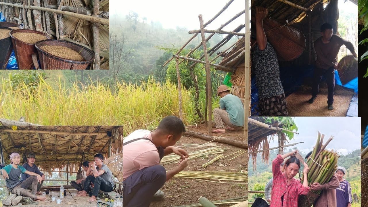 Jhum Farming Rice Harvesting Rice / Jhum Cultivation/ - YouTube