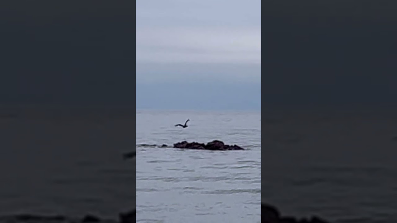 Big black bird fly away / take time before the speed goes up