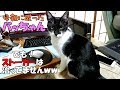 【母猫は1歳】子猫が子ネコを育てる！ #3 健気なママネコ！愛おしくて仕方が有りません(´っω･｀｡)