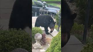 Black Bear Steals Bird Feeder Bucket