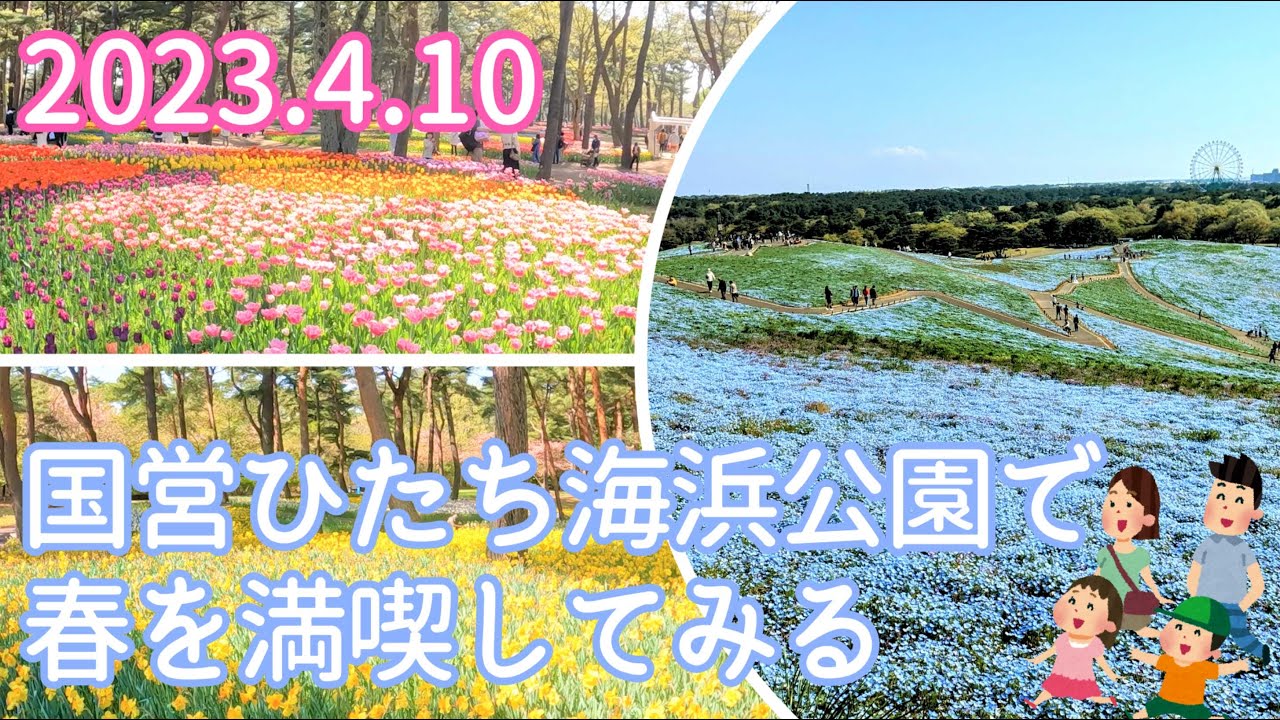 《茨城県ひたちなか市》国営ひたち海浜公園でネモフィラ、スイセン、チューリップを楽しんできました(^^♪