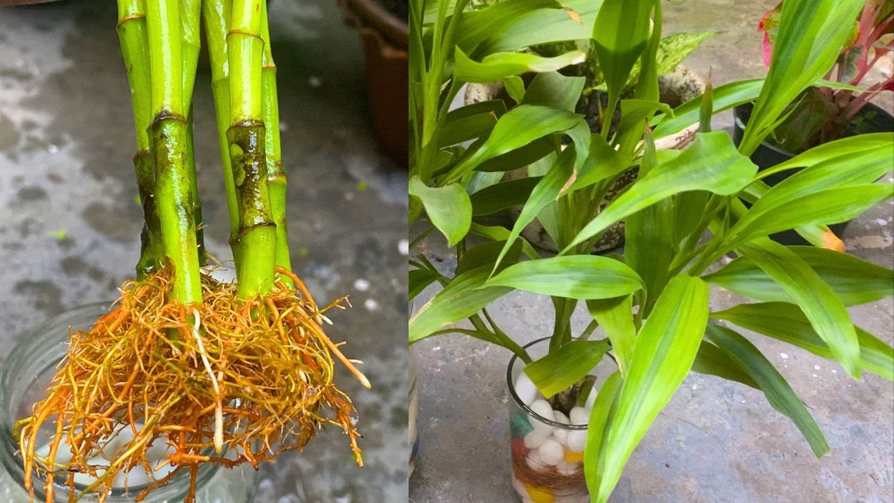 Lucky Bamboo Care in Water and Soil(Hindi) Lucky bamboo caring kaise