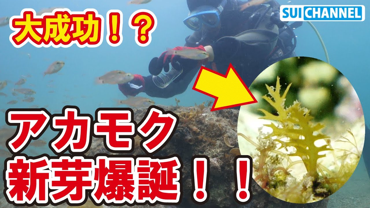 春に種まきした海藻アカモクが大量発芽の大成功!?藻場再生にまた一歩前進! - YouTube