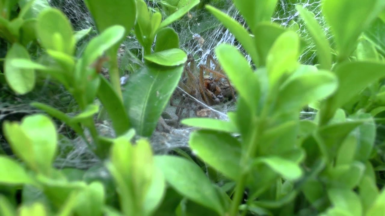 spider monkey CIMG0600