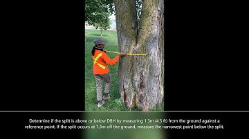EcoJect System - Measuring multi-stem trees - At DBH or higher