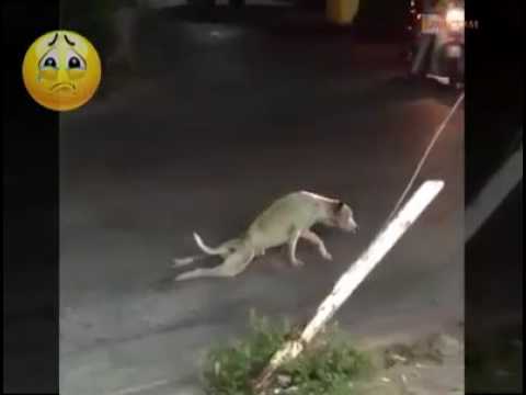 acting-of-street-dog-(funny-dog-video).