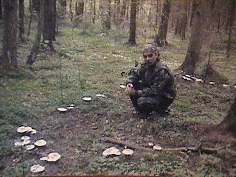 Ведьмин круг грибов. Рядовки дымчатые, серые, и белые.