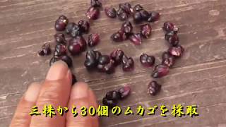 黄金コオニユリをムカゴで増やす Youtube 黄金コオニユリをムカゴで増やす Youtube