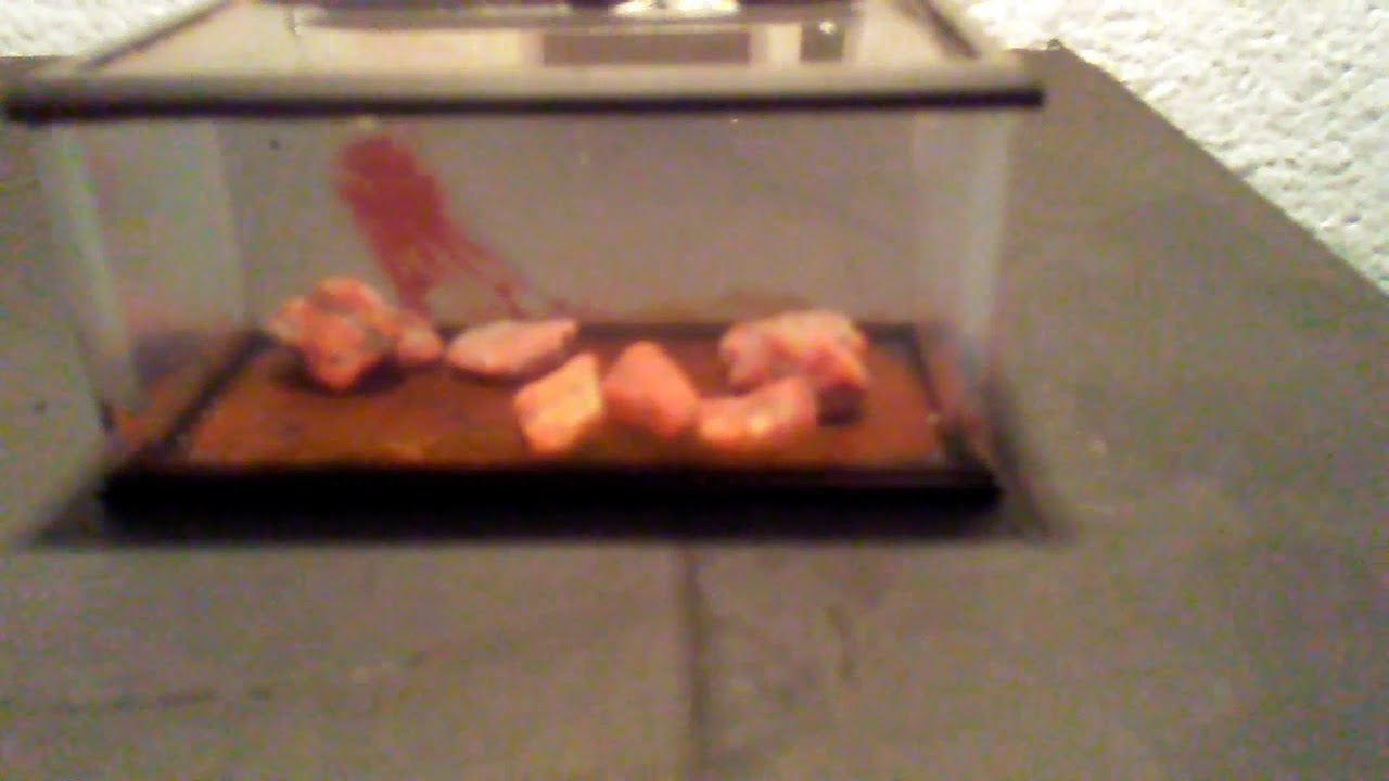 camera iphone 8 plus apk World's Smallest Fish Tank