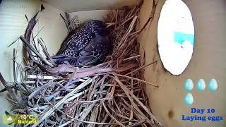 European starlings from one egg to 5 eggs
