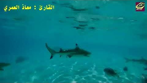 دعاء ليلة السابع والعشرون من شهر رمضان المبارك لعام 1440هـ للقارئ معاذ العمري إمام مسجد الحديثي
